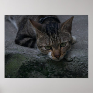 Grey Cat Looking Poster