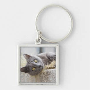 Grey Cat Lying in Pot, Olargues, Herault, France Key Ring