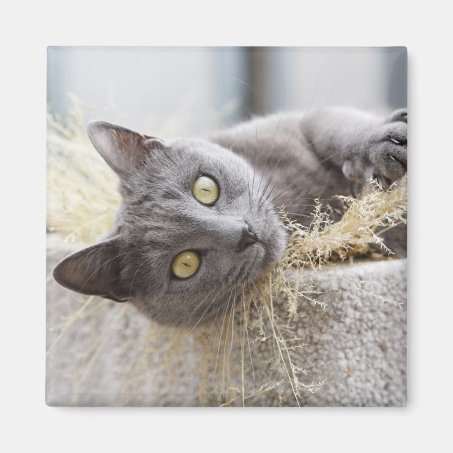Grey Cat Lying in Pot, Olargues, Herault, France Magnet (Front)