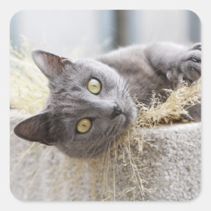 Grey Cat Lying in Pot, Olargues, Herault, France Square Sticker