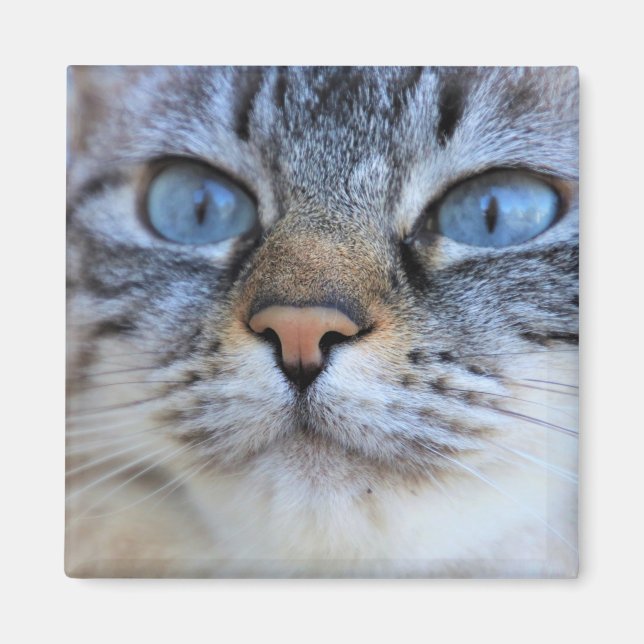 Grey Cat Magnet (Front)