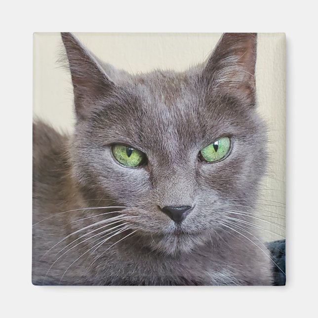 Grey cat magnet (Front)