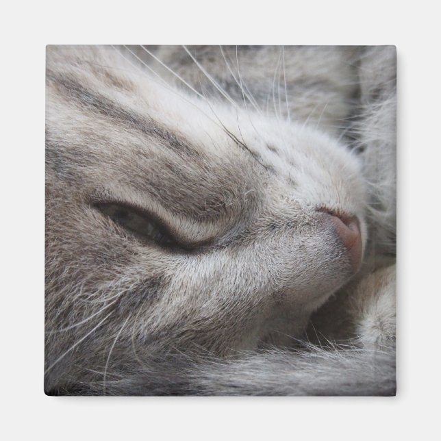 Grey Cat Magnet (Front)