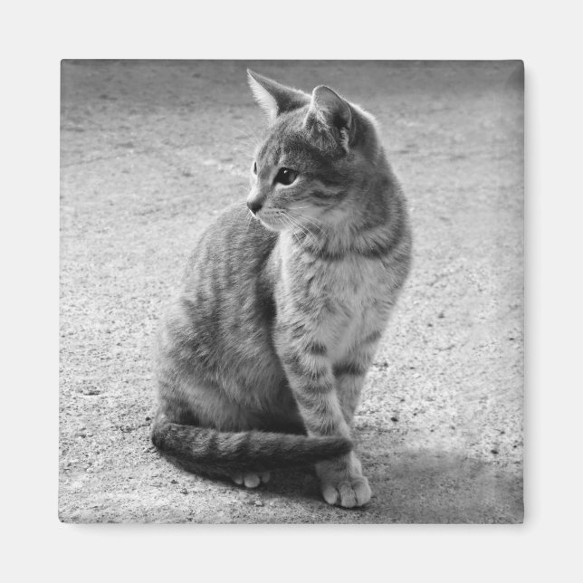 Grey Cat Magnet (Front)