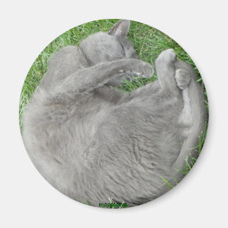 Grey cat nap magnet
