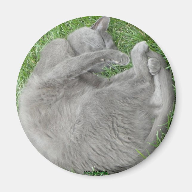 Grey cat nap magnet (Front)