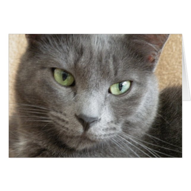 Grey cat note card (Front Horizontal)