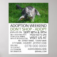 Grey Cat on Grass, Pet Adoption Event Advertising