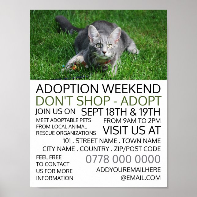 Grey Cat on Grass, Pet Adoption Event Advertising Poster (Front)