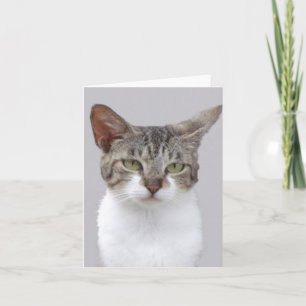 Grey Cat Photo Folded Note Card