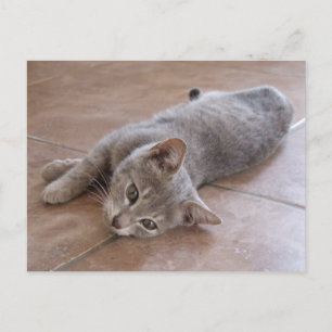 Grey Cat Postcard