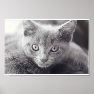 Grey Cat Poster