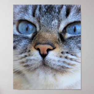 Grey Cat Poster