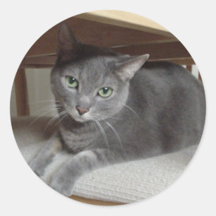 Grey Cat/Russian Blue Classic Round Sticker