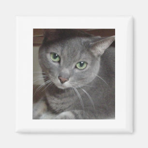 Grey Cat Russian Blue Magnet