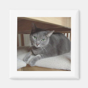 Grey Cat Russian Blue Magnet