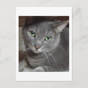 Grey Cat Russian Blue Postcard