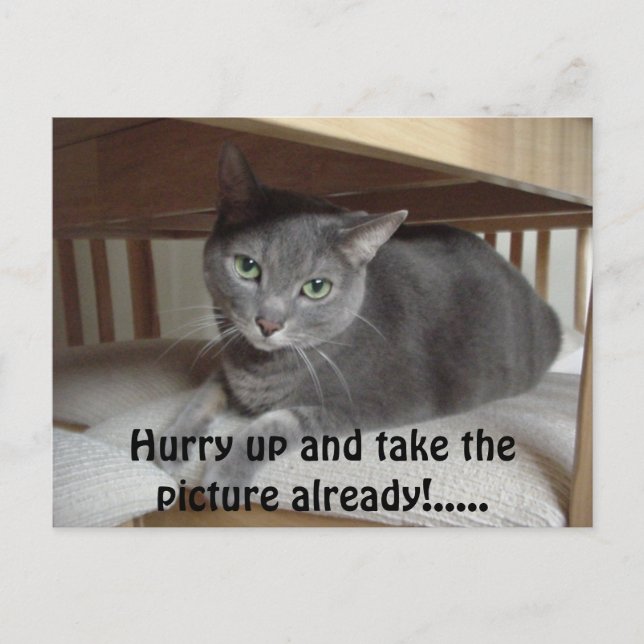 Grey Cat/Russian Blue Postcard (Front)