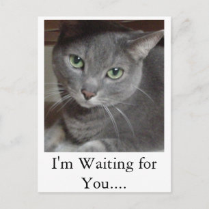 Grey Cat Russian Blue Postcard