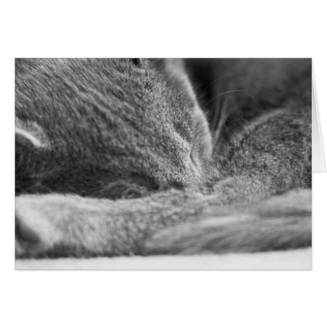 Grey Cat Sleeping (Front Horizontal)