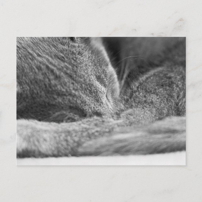 Grey Cat Sleeping Postcard (Front)