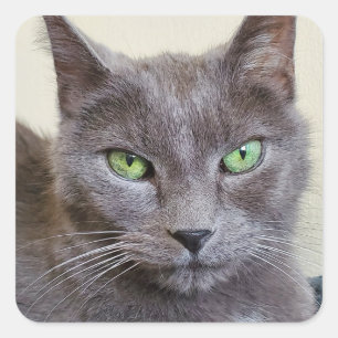 Grey cat stickers