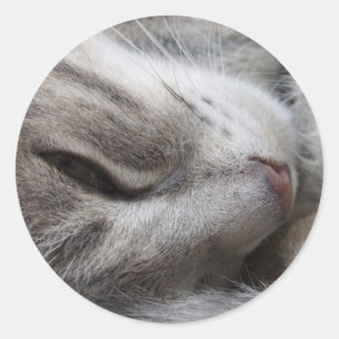 Grey Cat Stickers