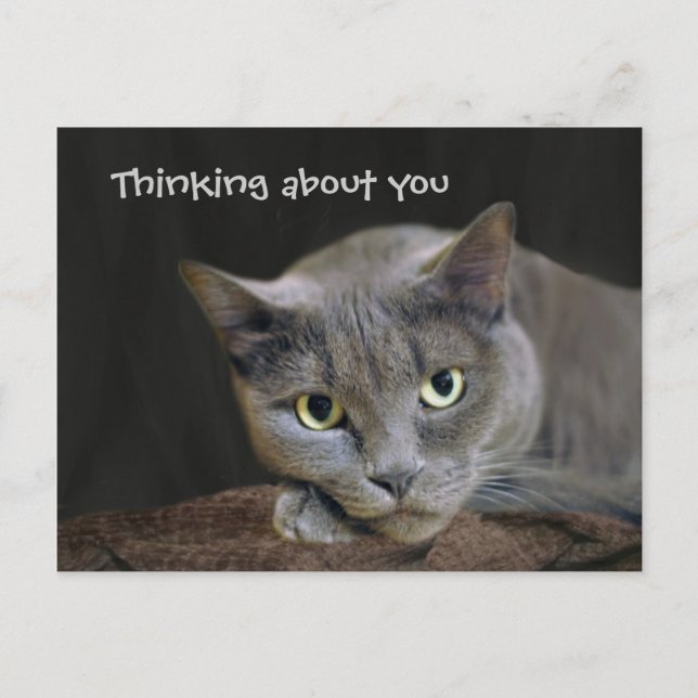 Grey cat thinking about you postcard (Front)
