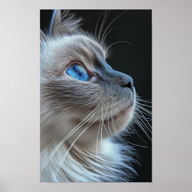 Grey cat with blue eyes poster (Front)
