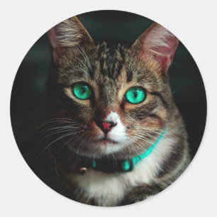 Grey cat with green eyes classic round sticker
