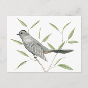 Grey Catbird Bird Art Postcard