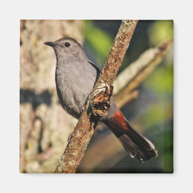 Grey Catbird Magnet (Front)
