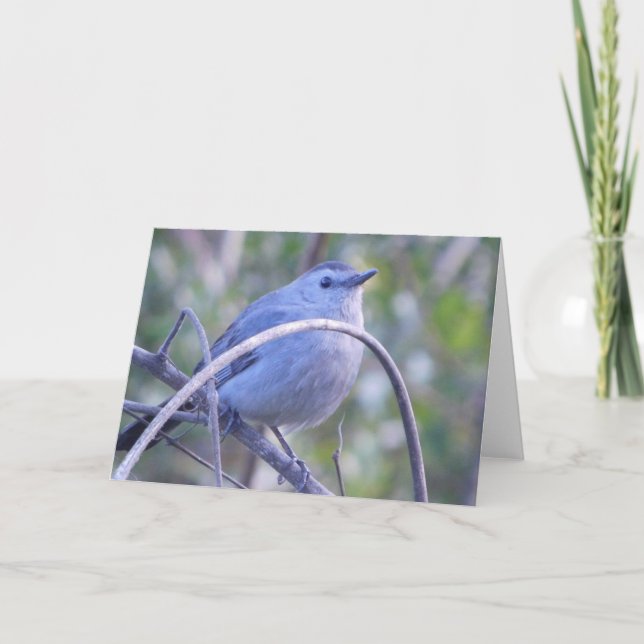 Grey Catbird On Branch Safety Harbour Bird Lovers Note Card (Front)