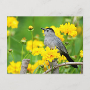 Grey Catbird on wooden fence Postcard