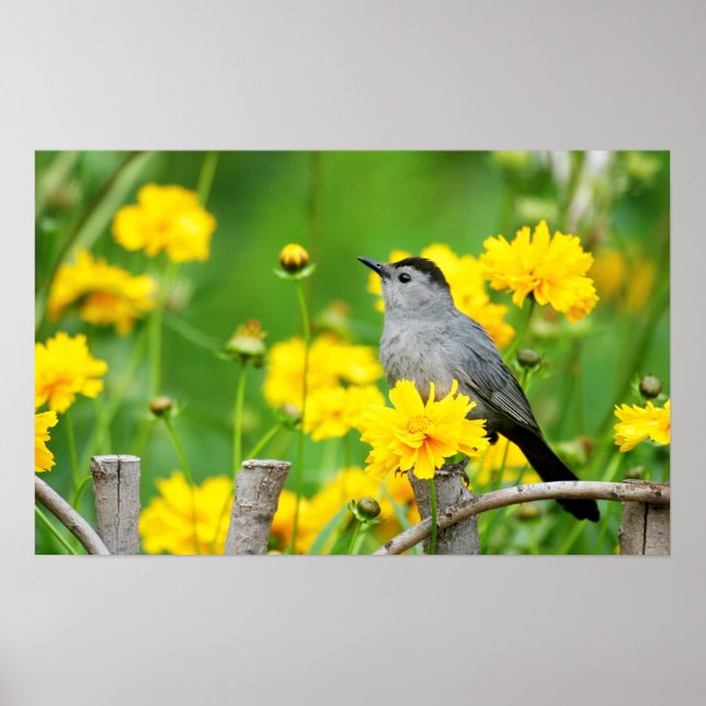 Grey Catbird on wooden fence Poster (Front)