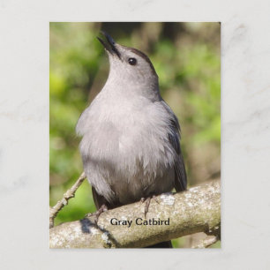 Grey catbird postcard
