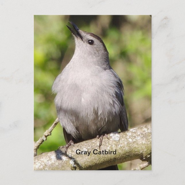 Grey catbird postcard (Front)