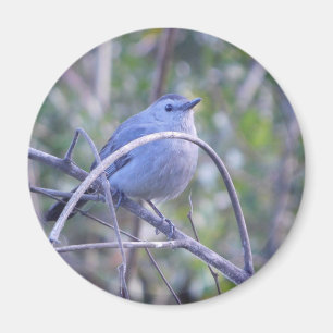 Grey Catbird Safety Harbour Bird Lovers Magnet