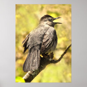 Grey Catbird Singing His Song Poster