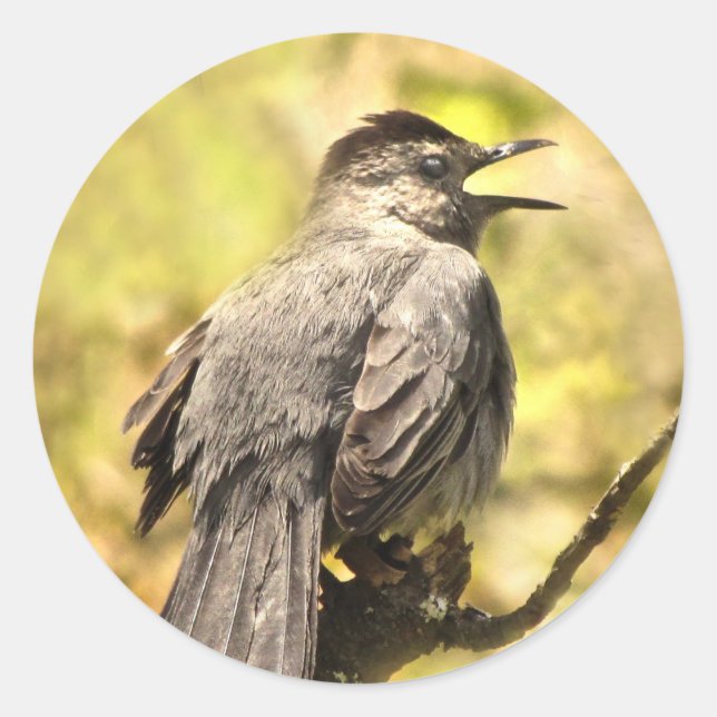 Grey Catbird Singing His Song Sticker (Front)