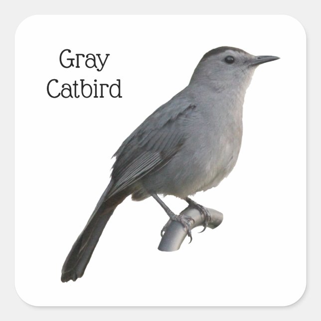Grey Catbird Square Sticker (Front)