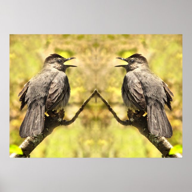 Grey Catbirds Singing Their Song Poster (Front)