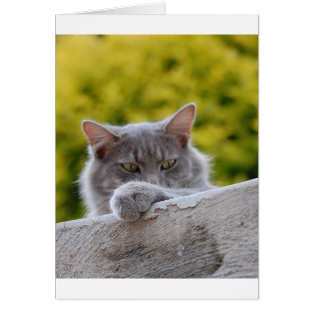 Grey Cats Paw (Front)