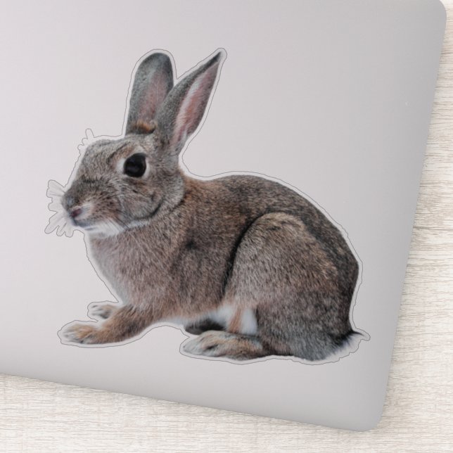 Grey Cottontail Rabbit Pet Bunny  (Detail)
