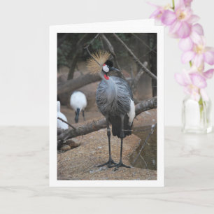Grey Crowned Crane African Bird Card
