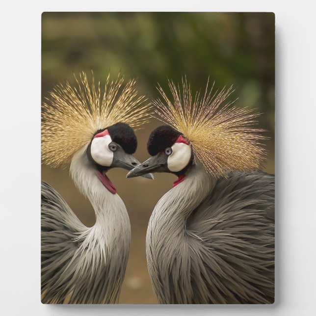 Grey Crowned Crane Plaque (Front)