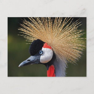 Grey Crowned Crane Postcard