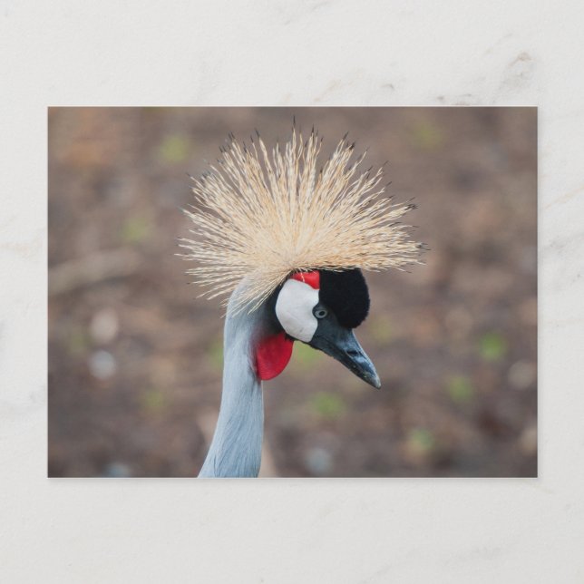Grey Crowned Crane Postcard (Front)