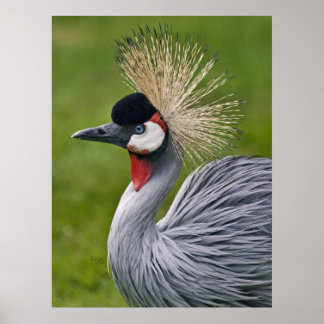 Grey Crowned Crane Print