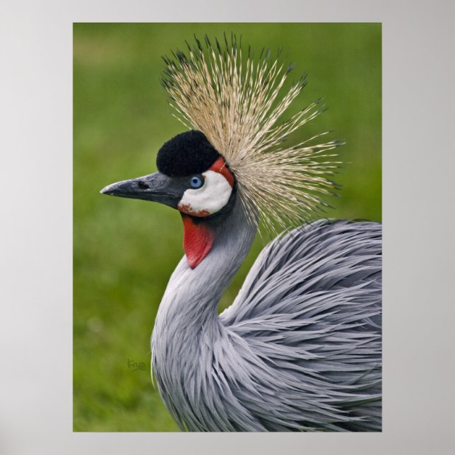 Grey Crowned Crane Print (Front)